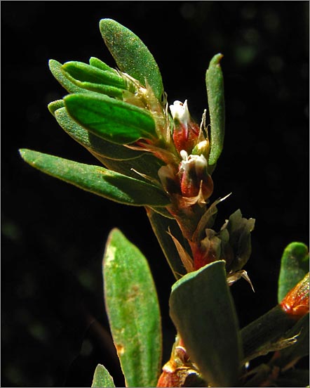 sm 600 Dooryard.jpg - Dooryard Knotweed (Polygonum arenastrum): Not native.  Flower is only about 1/64" across.